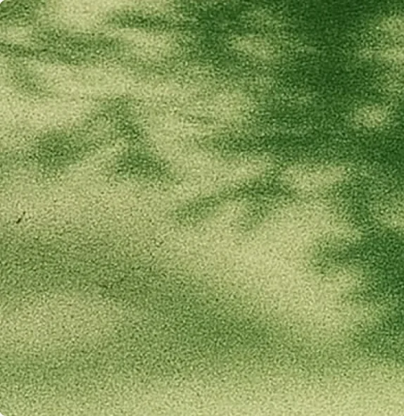 Sunlight through leaves on cut grass